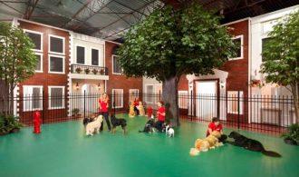Keep in Mind these Few Parameters while Choosing a Pet Boarding Facility