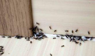 Controlling Ants Inside of Your Home