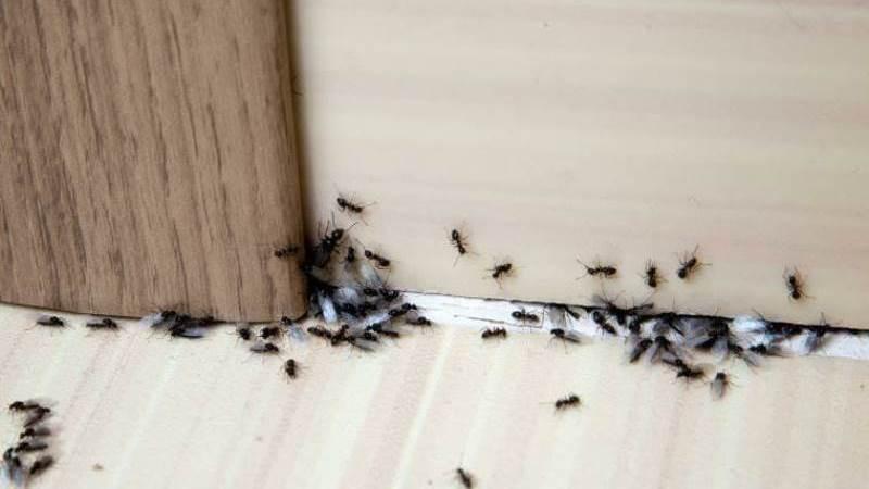 Controlling Ants Inside of Your Home